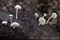 Kurkentrekkermycena